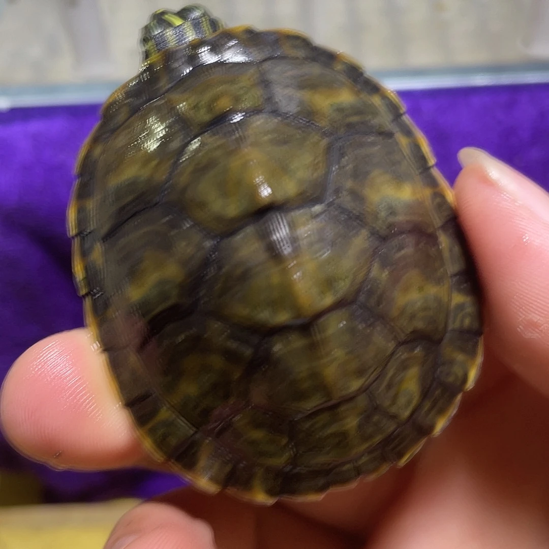 不分公母宠物龟火焰