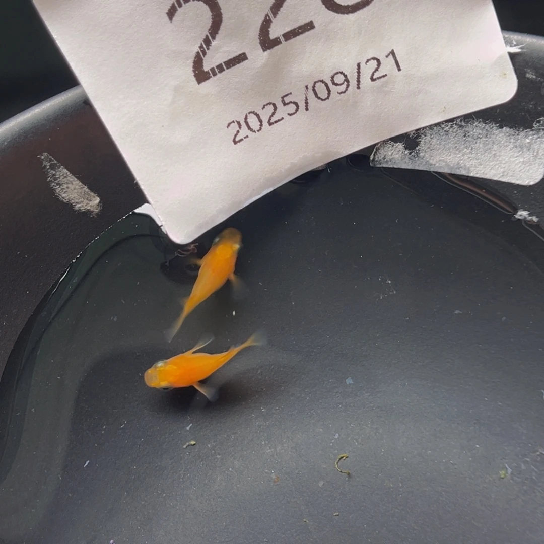 青鳉228初恋球一对
