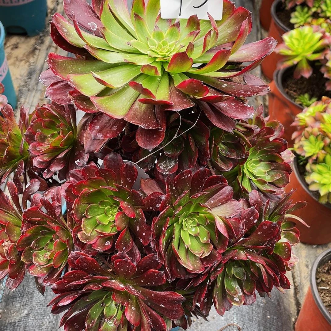 多肉法师43号美姬中班发货不包损