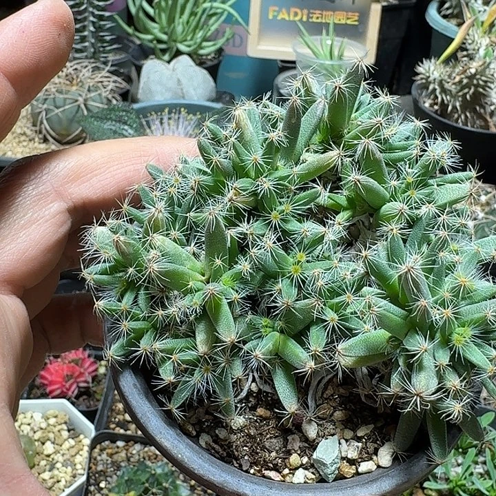181紫晃星脱土发货