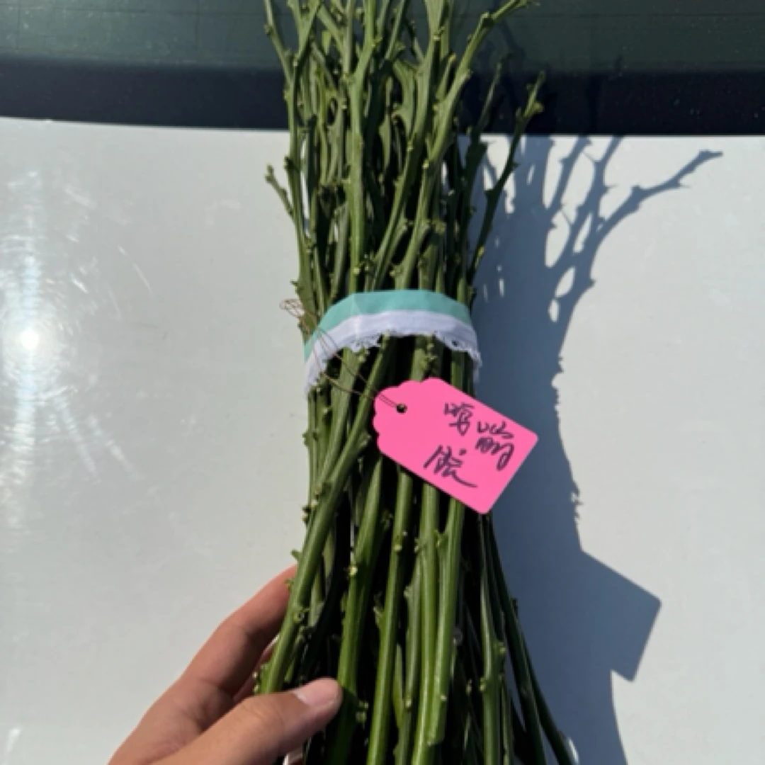 高糖度嘎嘣脆柑橘嫁接枝条10月下可以采摘现剪现发一叶兰