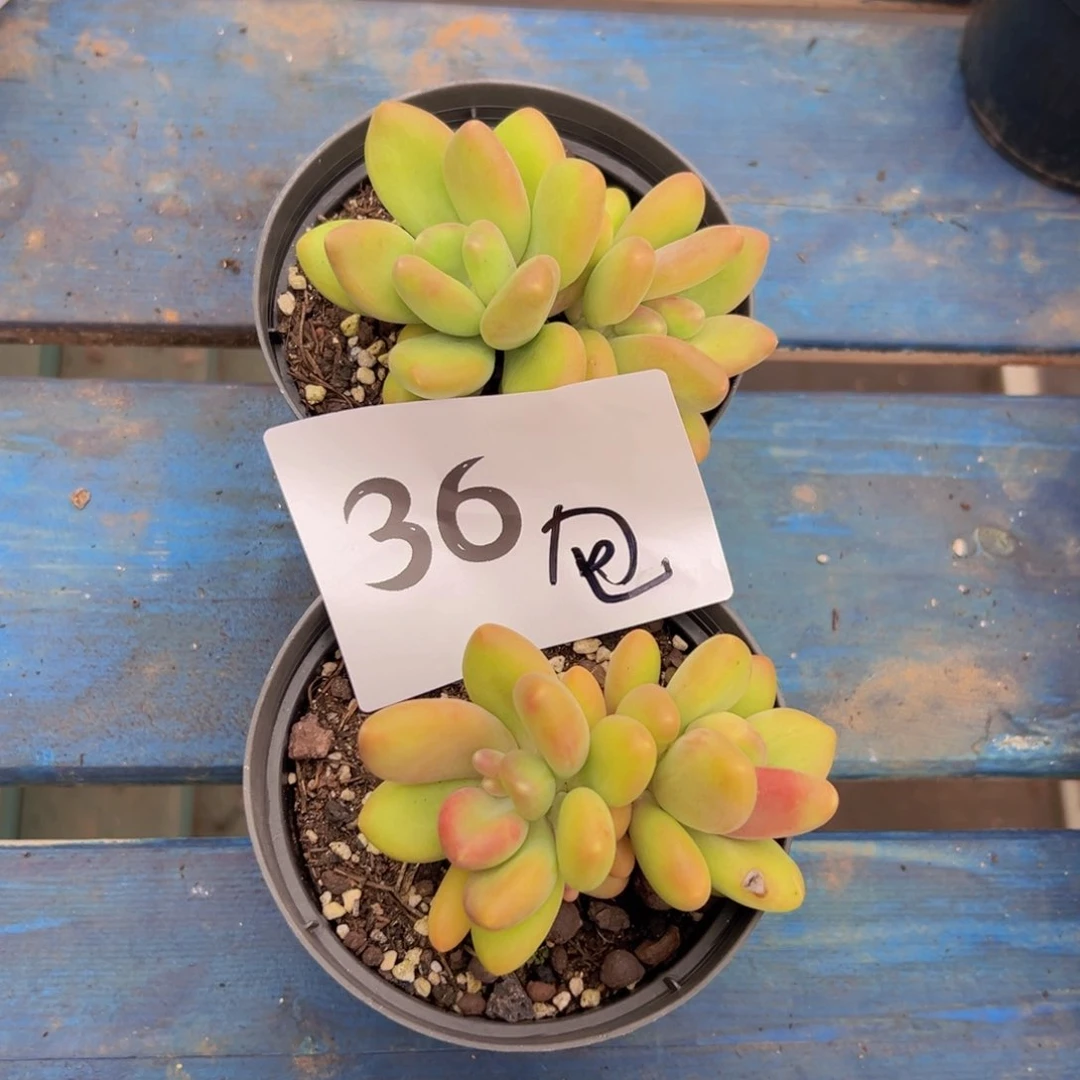 两***包36、必须表现表现不错