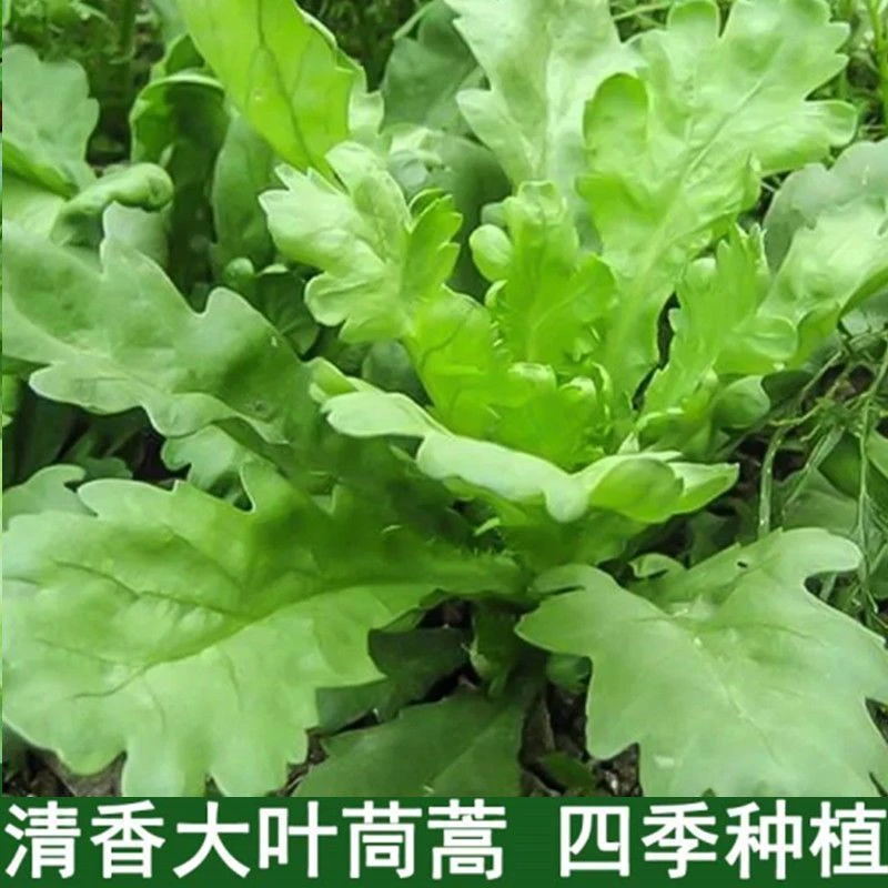 （推荐）本店推荐*【割完又长】大叶茼蒿菜四季皇帝菜阳台秋冬盆栽茼
