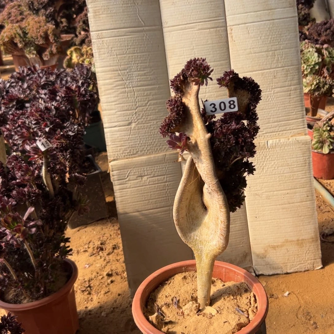 伤多翅膀朵朵308