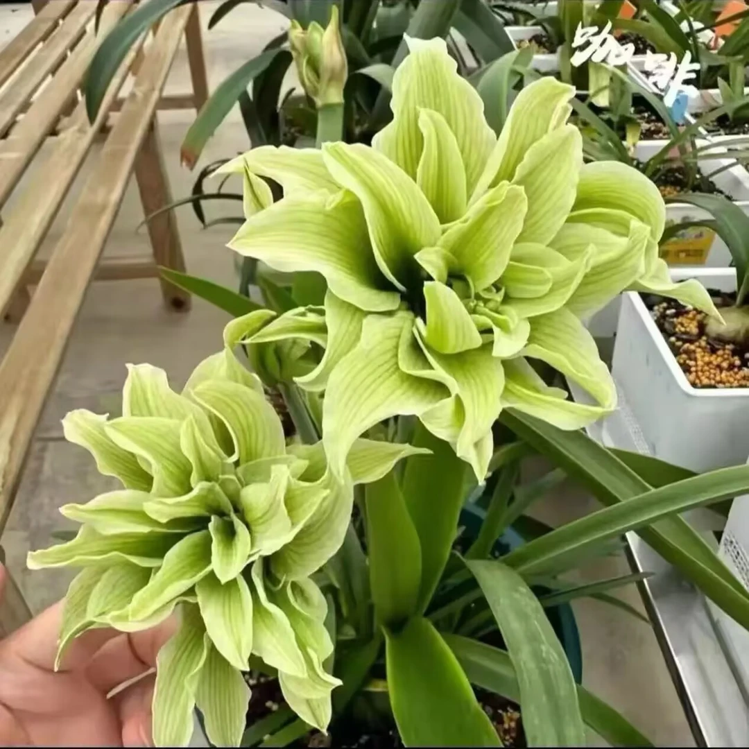 2颗）双绿重瓣朱顶红种球 5-6厘米