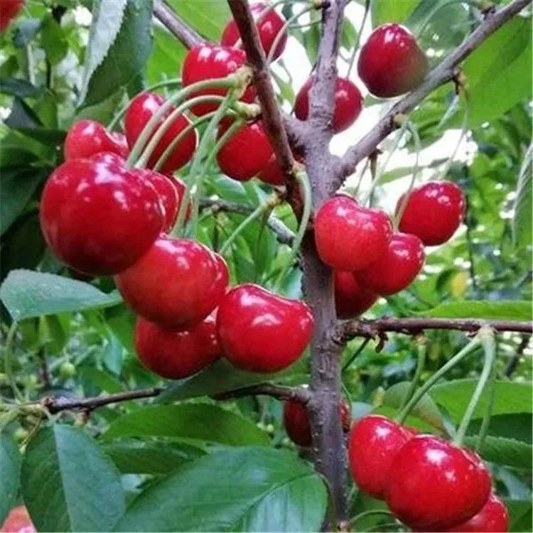 （大樱桃）白珍珠美早抗寒大樱桃车厘子南方北方盆栽地栽耐寒抗冻