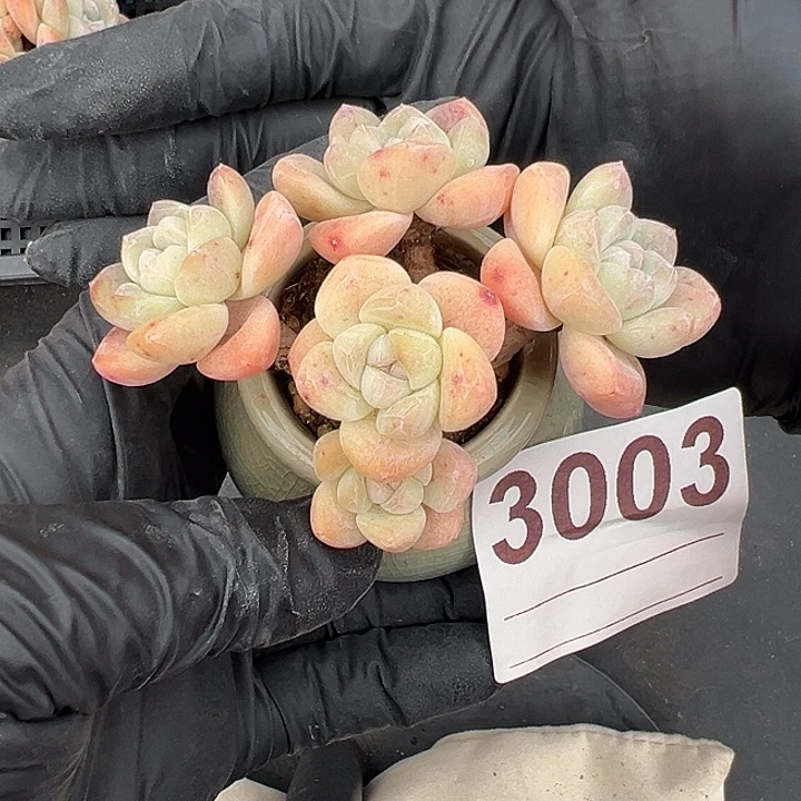 3003，六头冰玉带盆发的