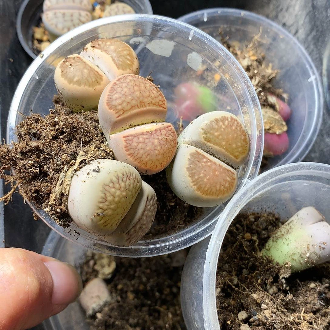 ?****?D470多肉植物保护研究所