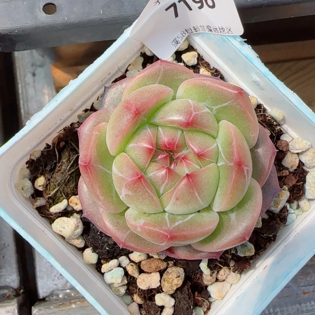 清泉，7196多肉植物