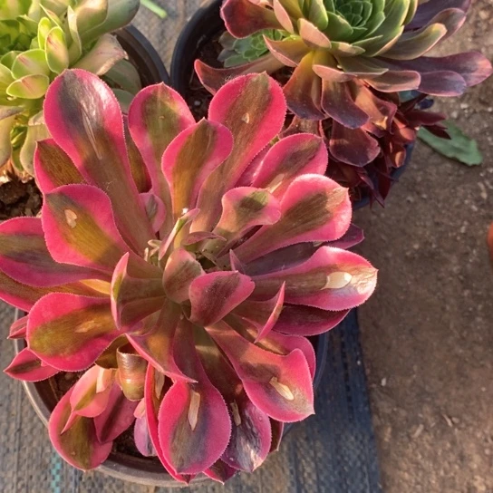 017三棵多肉植物