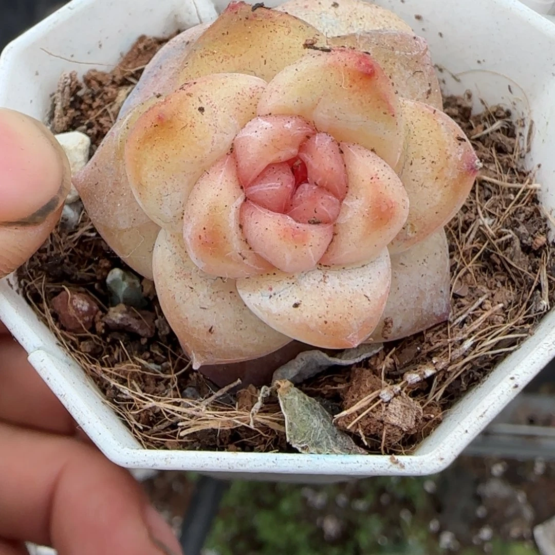 多肉小卡拉米糖心一物一拍