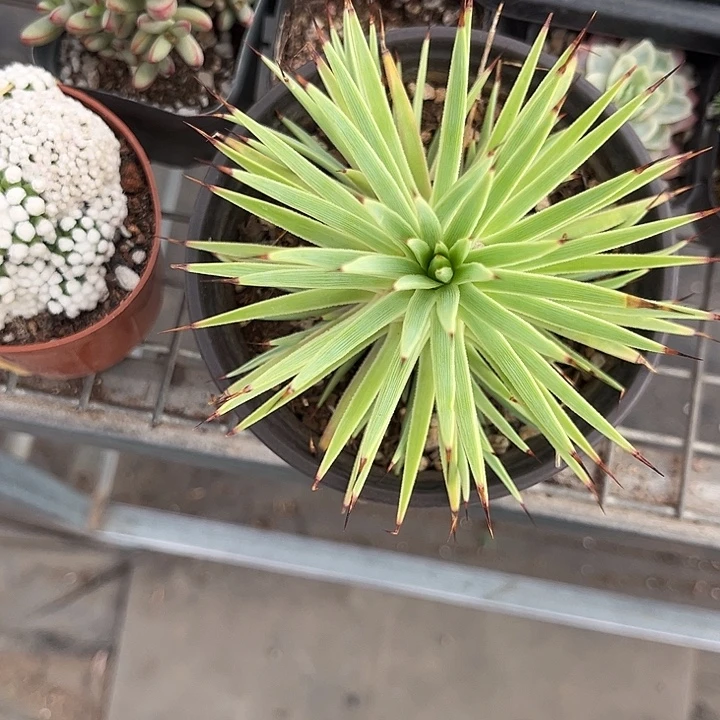 我也不知道我为什么要这样