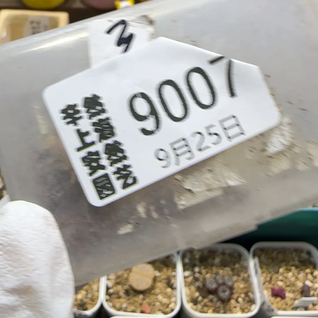 淡***墨9.25。 。  9007补差