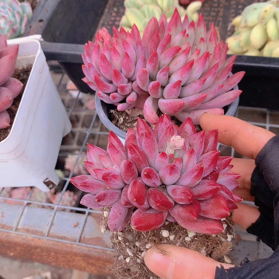 红体虞美人4567789900000