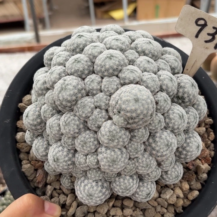 931群生春星好养好活