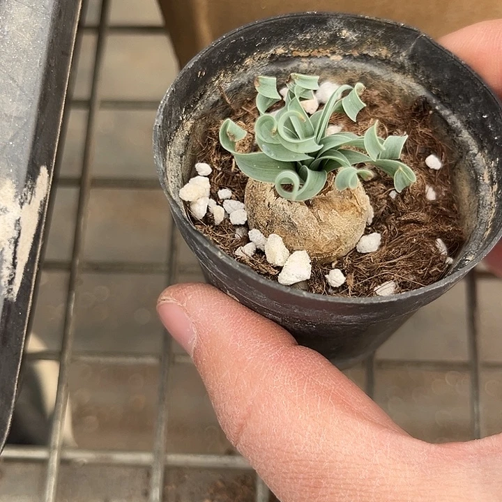 我也不知道我为什么要