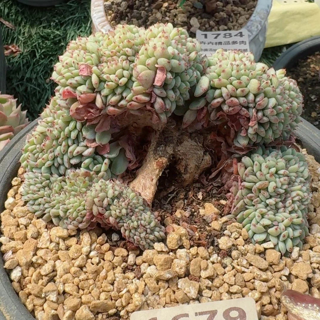 1679一物一拍（满28包邮）