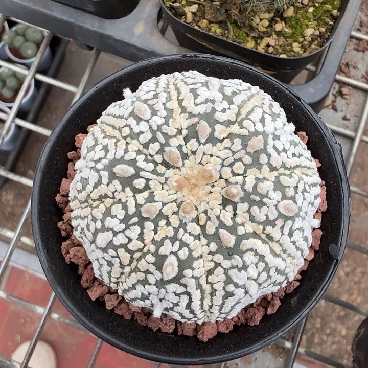 实生海星兜5仙人球