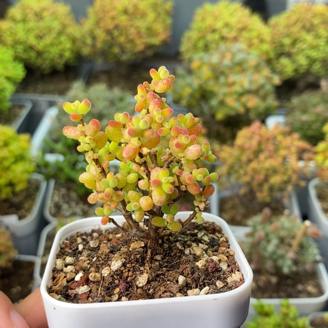 0448金桔糖球 。