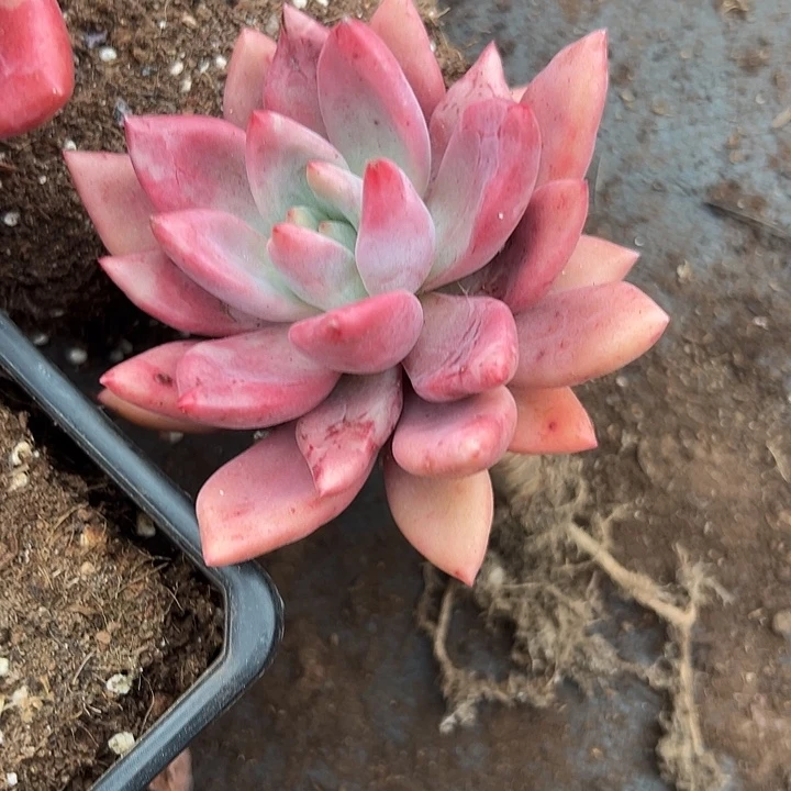 桃花源单头。