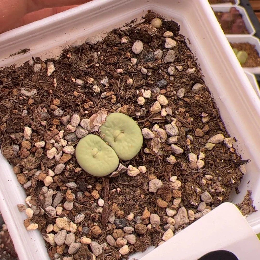 6.18嘟嘟嘴多肉植物57