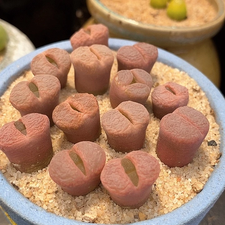 三年半风铃c10一颗