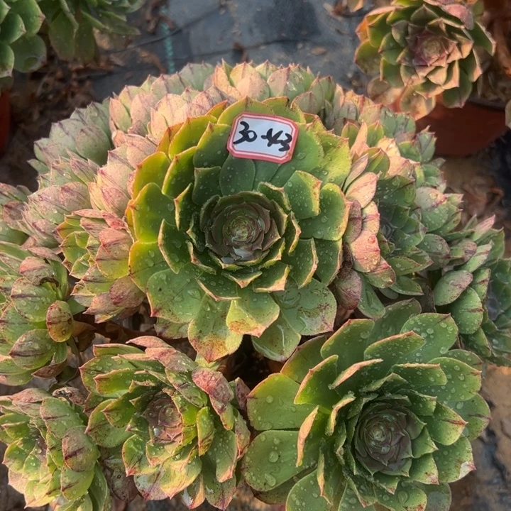 万拉丝多肉植物30-43