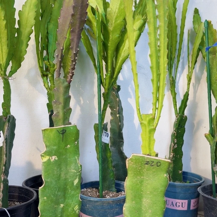 当前无花栽培后可以开花891