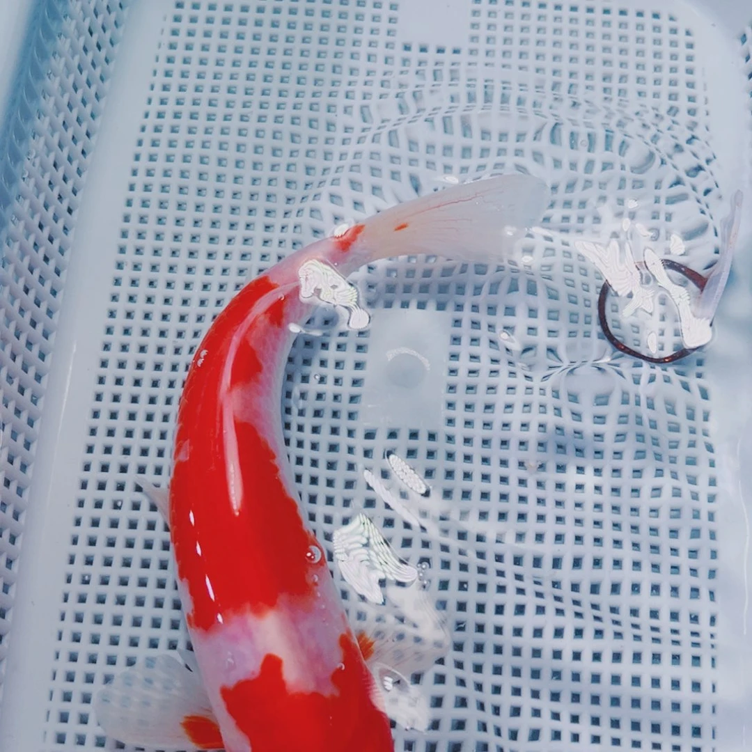 海水鱼锦鲤观赏鱼23