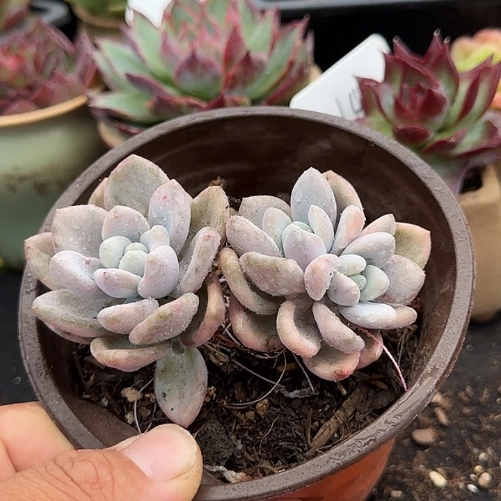 奥普锦惊鸿一物一拍包装收缩花旱