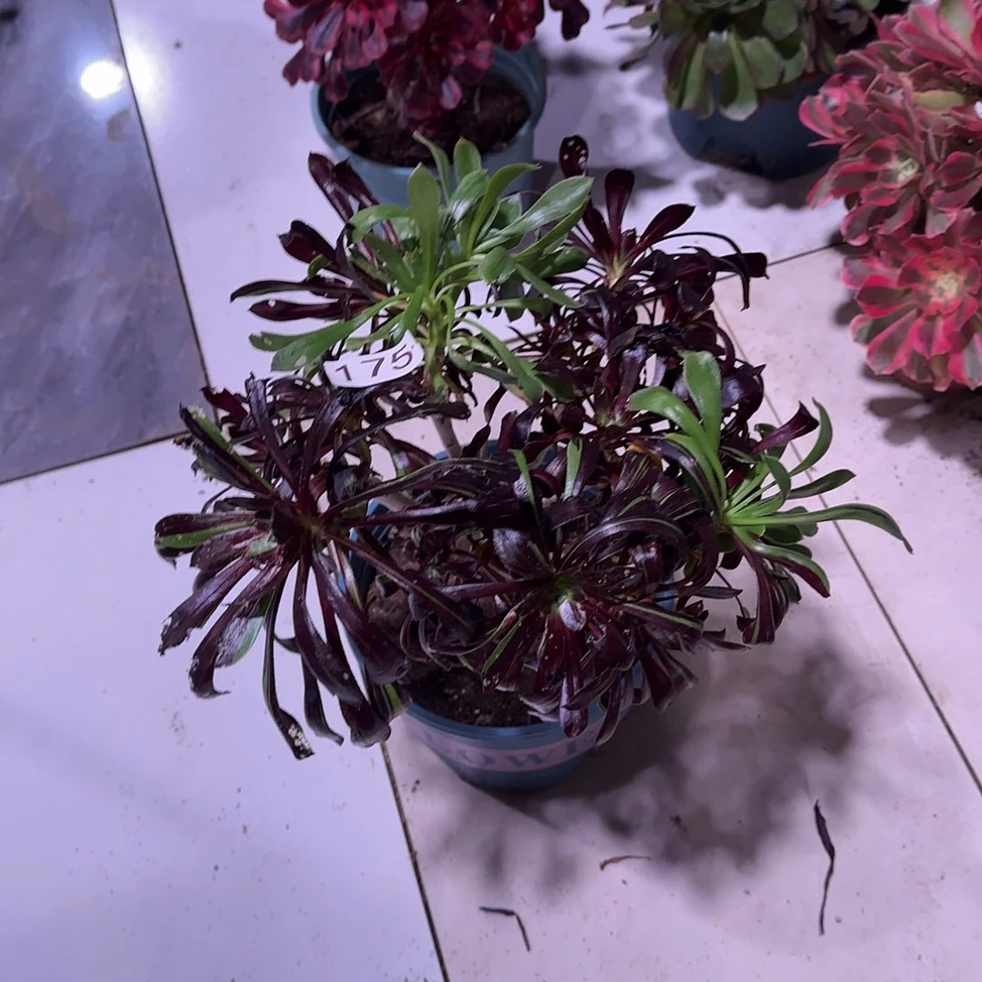 多肉植物水墨丹青175福利