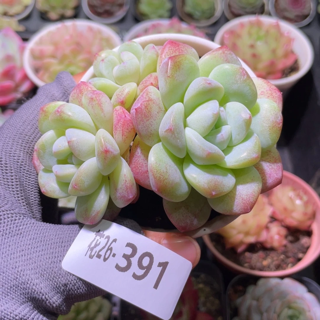 花利美26-391冰玉