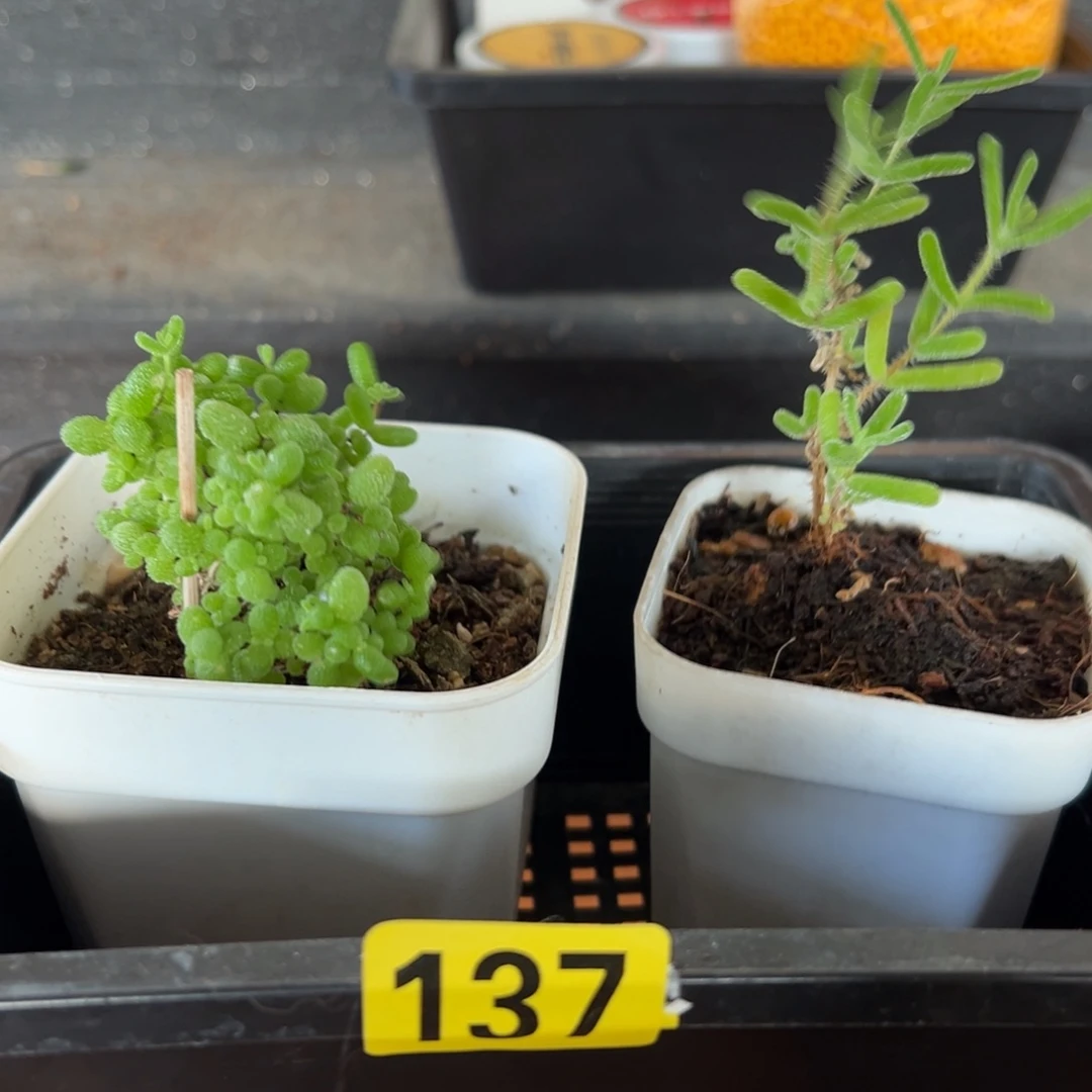 枝干番杏多肉植物137