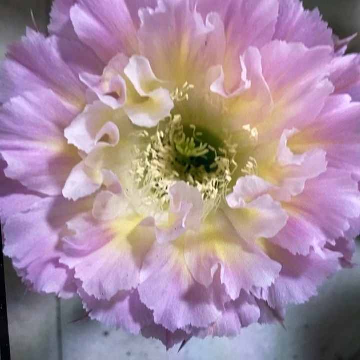 彩草妩媚8.5公分左右