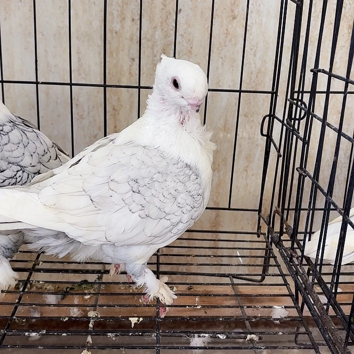 中***社15天中国大陆淑女母鸽2只