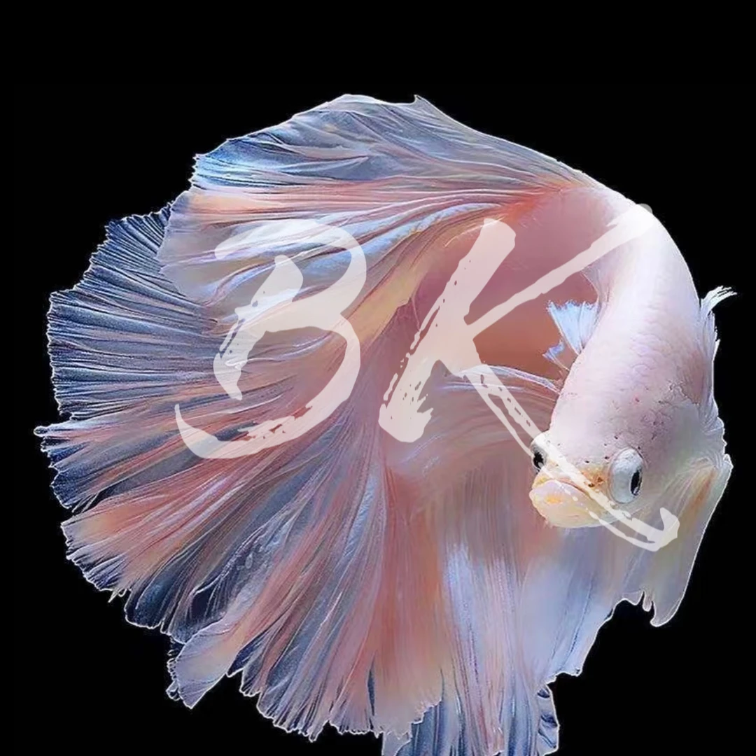 B13（289-312）泰国斗鱼小型热带观赏鱼5-6公分（直播间选鱼）