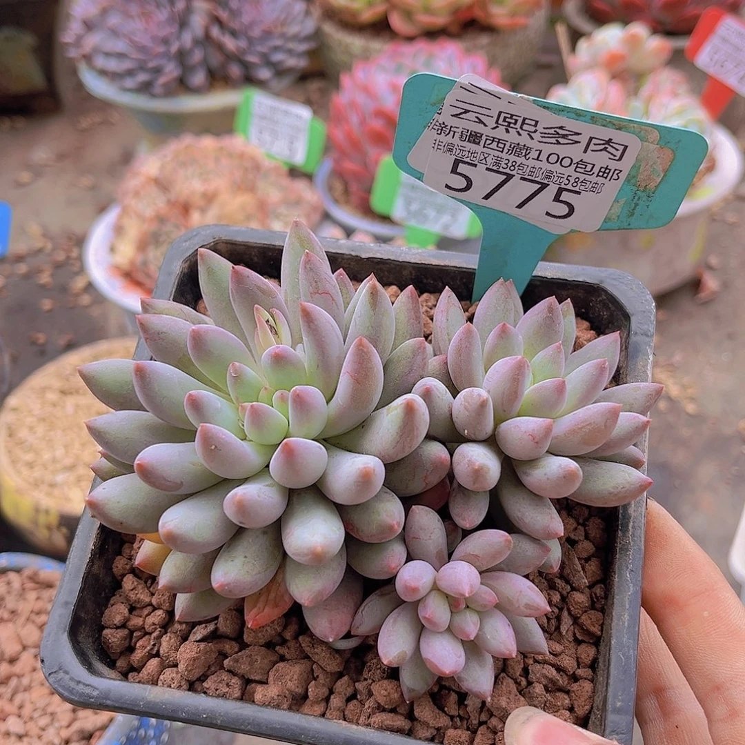 5775虞美人。
