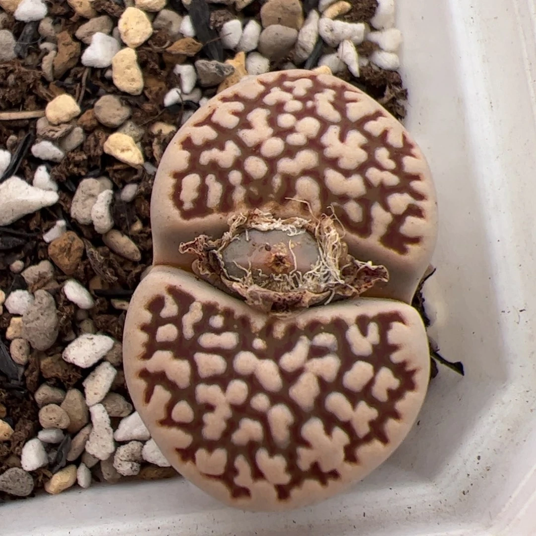 0383号寿丽 多肉植物