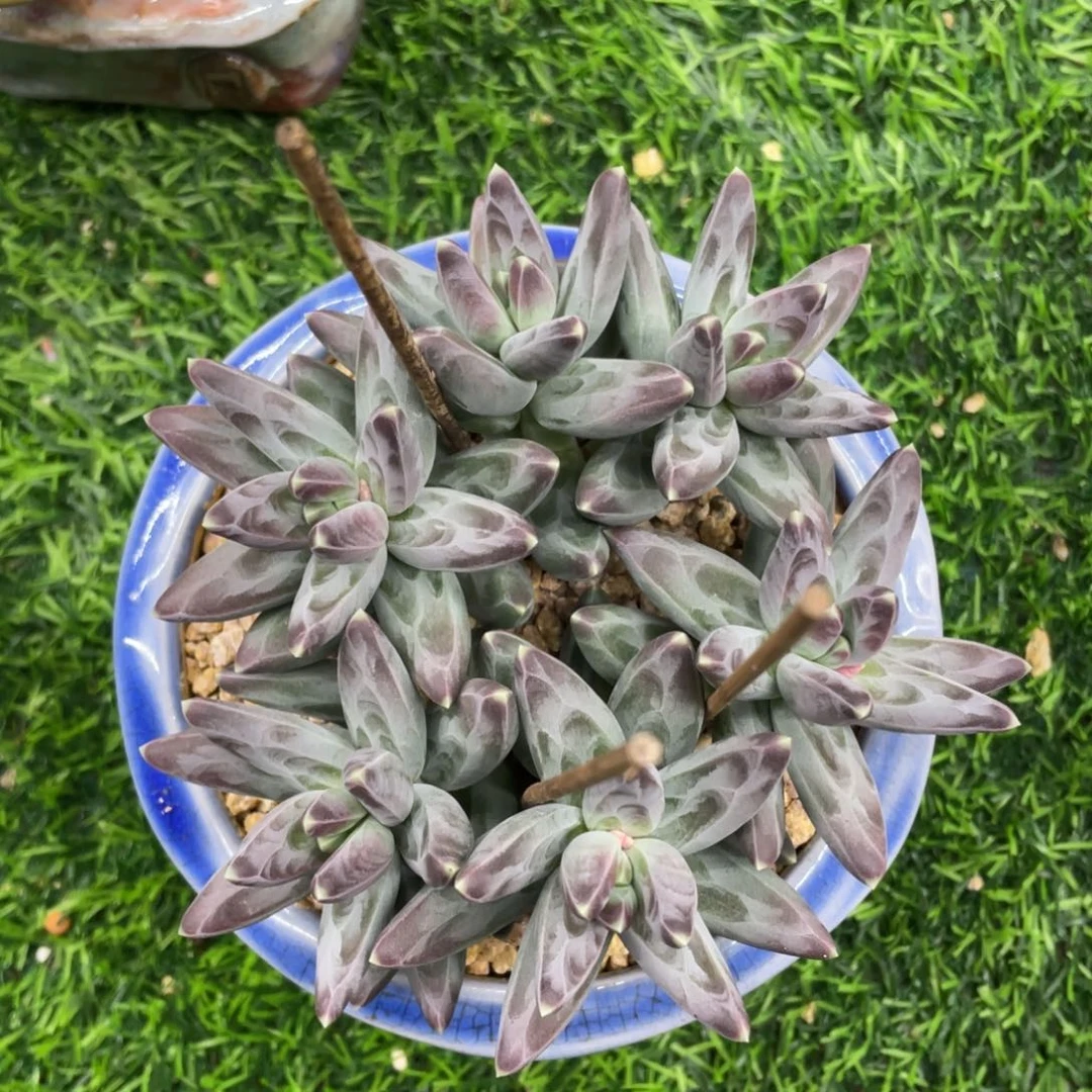 凤羽美人多肉植物