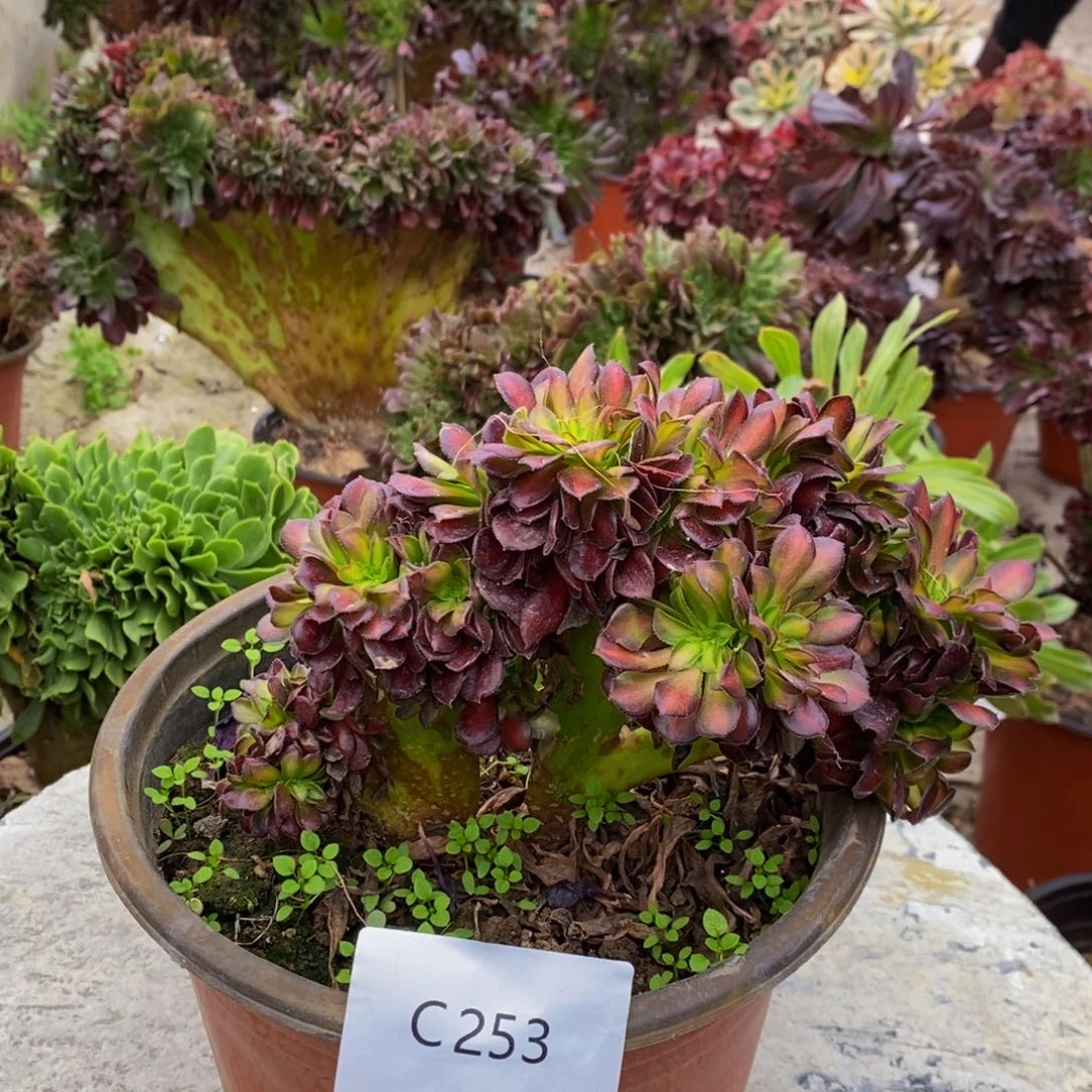 华纳c253所见即所得美