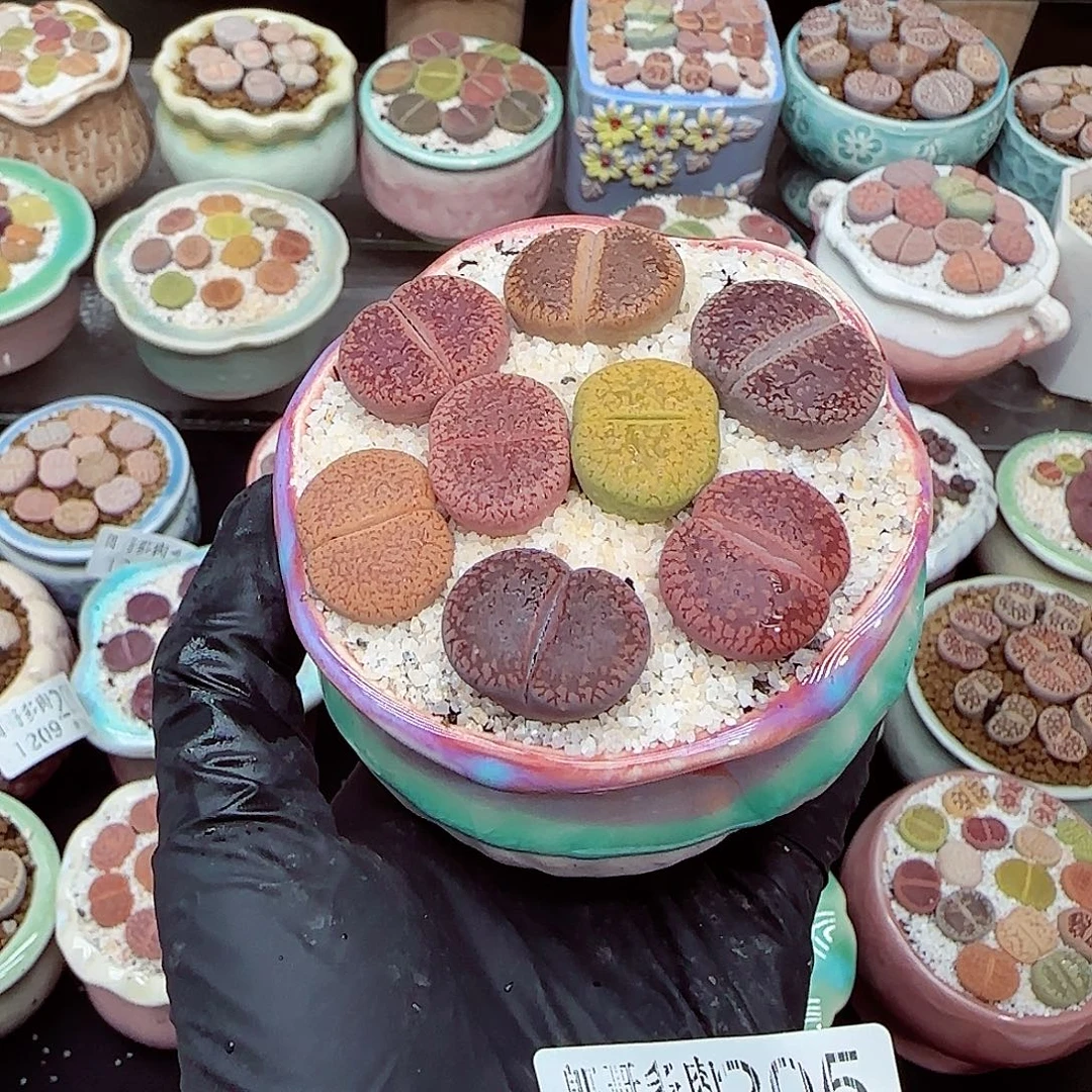 生石花满18包邮1209-205