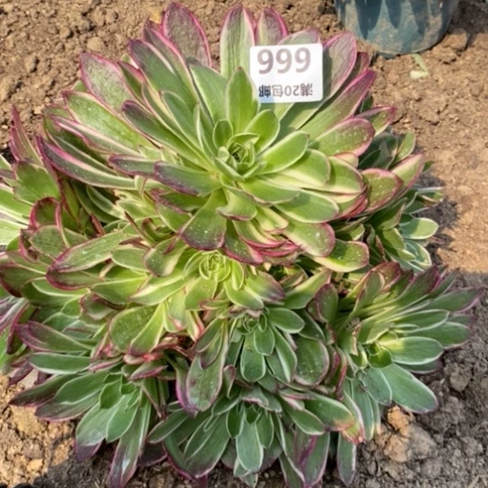 666海王多肉植物