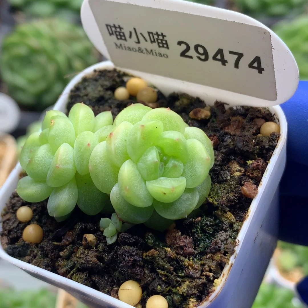 多肉植物杂交珍妮