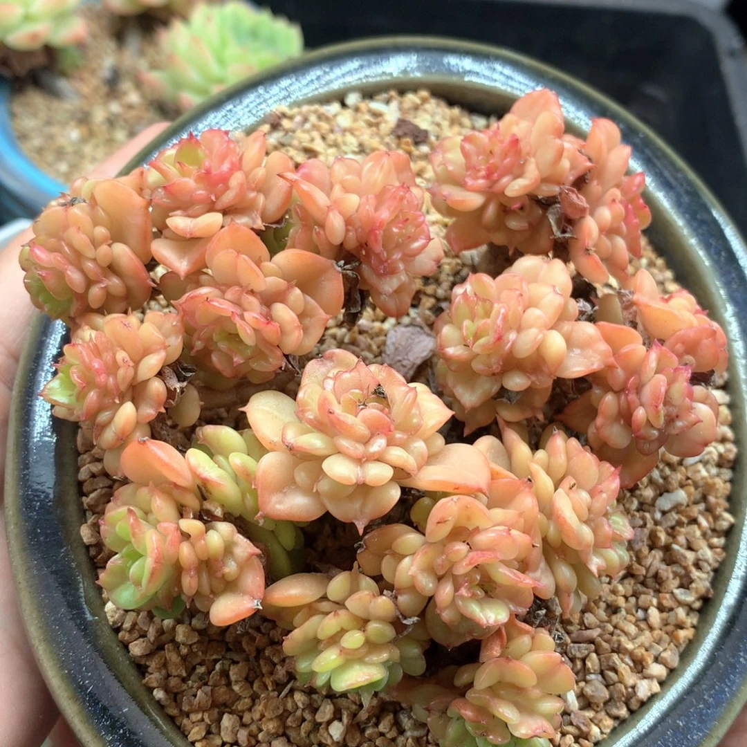 蜡牡丹老桩群3442