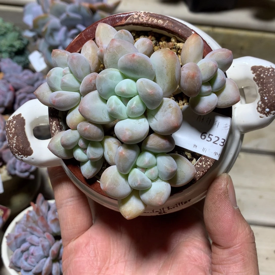 6523香水多肉一颗9厘米