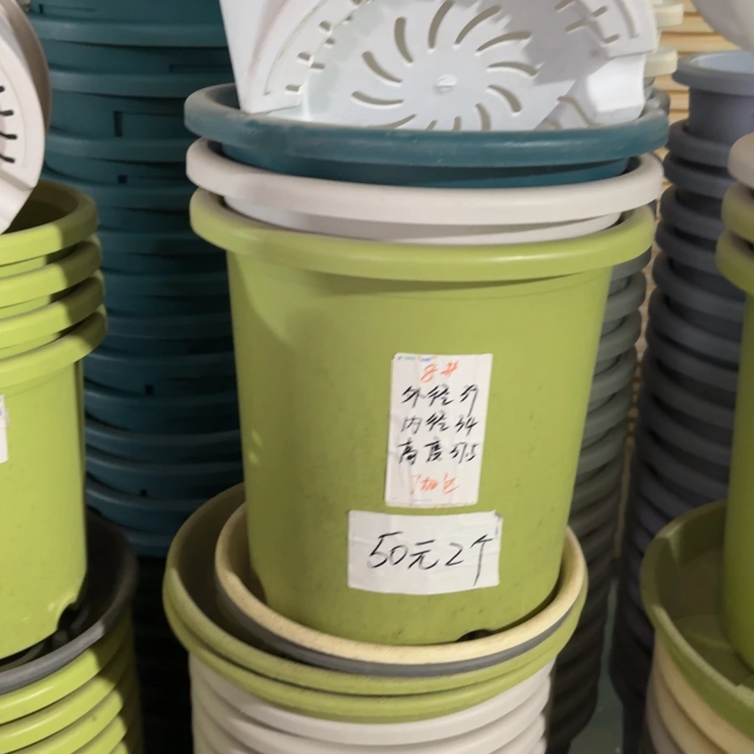 四季8#口径39无拖果绿3个