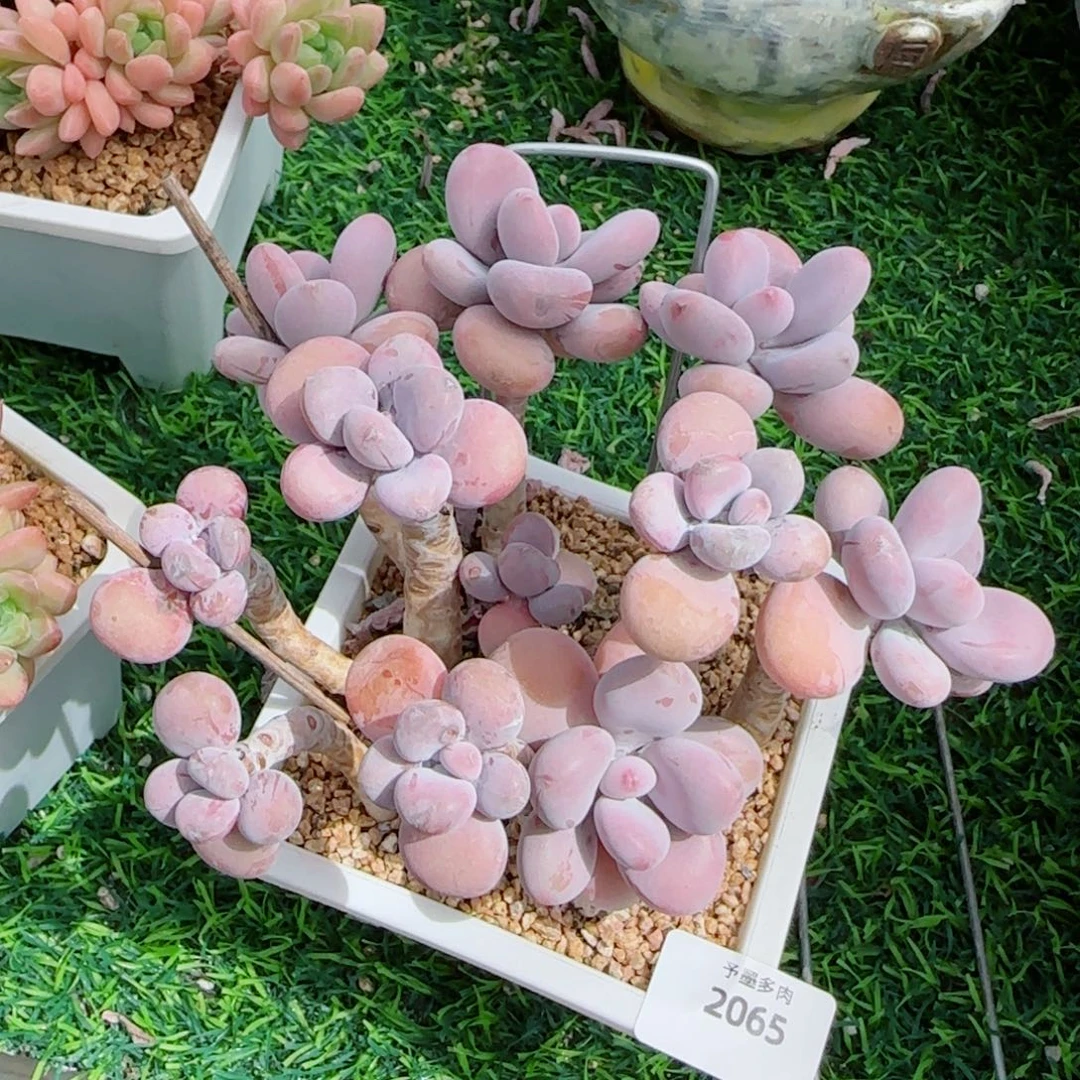 桃蛋无砍，2065多肉植物