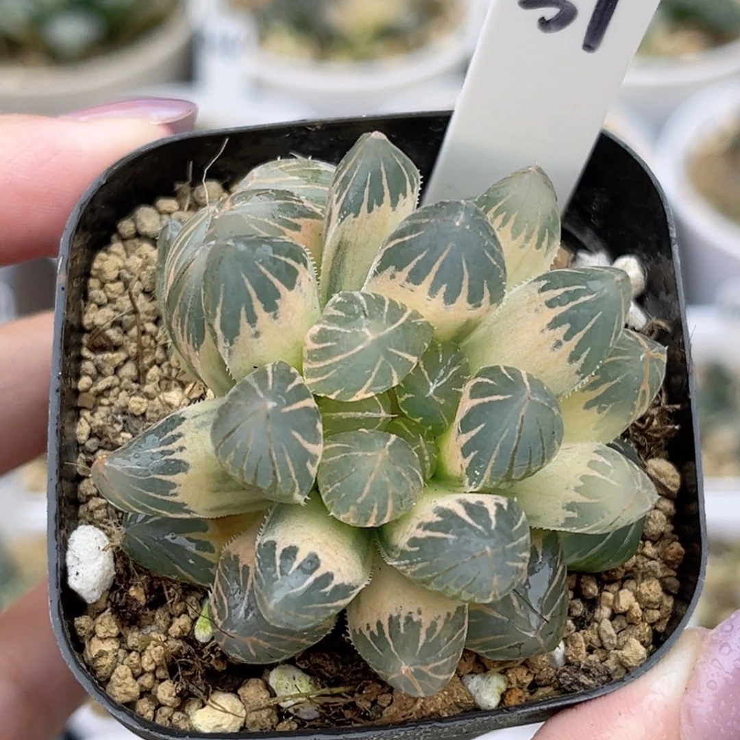31完美糊斑龙爪玉露锦福利专场