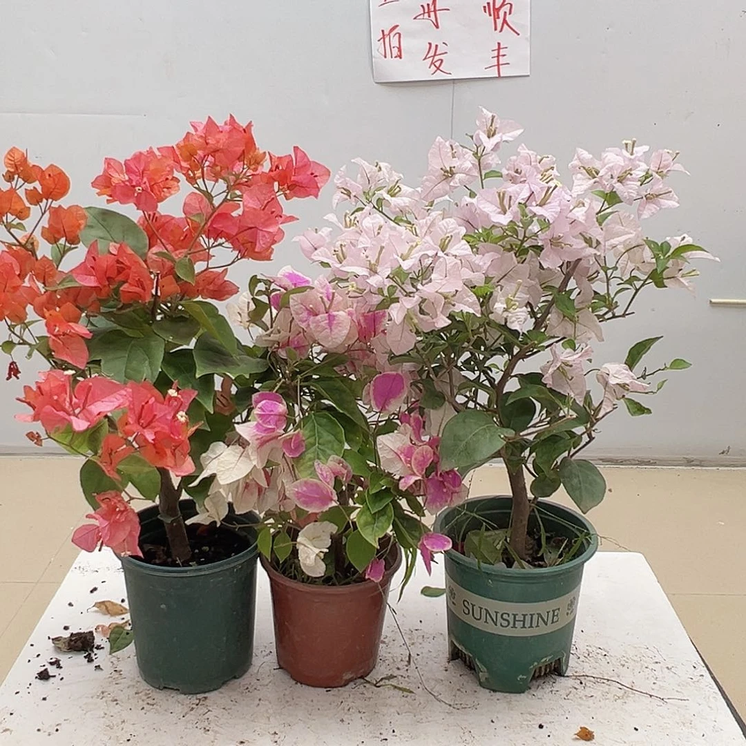 大部分花苞少量开放波妹，章红樱，苹果花组合