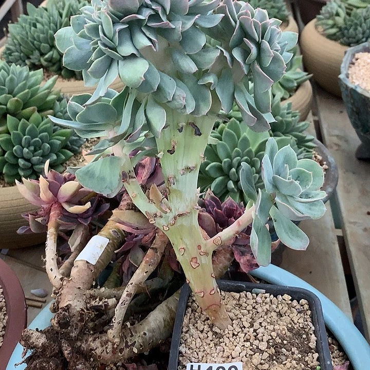 大长腿霞光缀化 非偏远38包邮、节后发